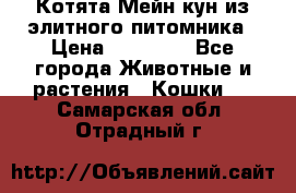 Котята Мейн-кун из элитного питомника › Цена ­ 20 000 - Все города Животные и растения » Кошки   . Самарская обл.,Отрадный г.